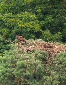 Zwei Seeadler in ihrem Horst