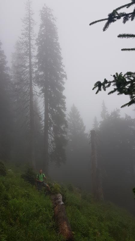 Ein Ranger steht vor einem liegenden Stamm, dahinter Baumriesen im Nebel